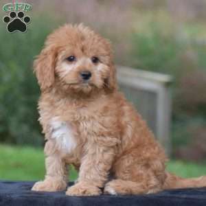 Jax, Cavapoo Puppy